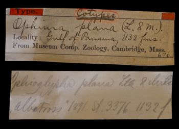 Media type: image;   Invertebrate Zoology OPH-676 Description: Original handwritten specimen labels;  Aspect: labels